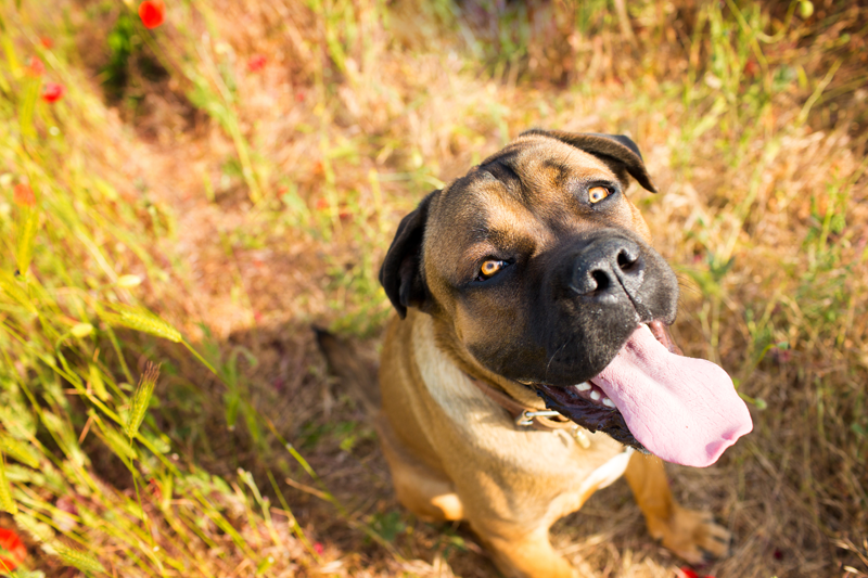 Picture of dog in field