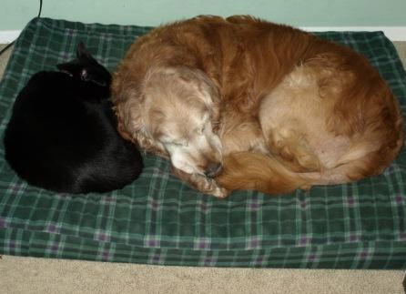 Cat and Dog Sleeping